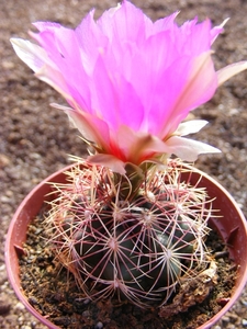 thelocactus.bicolor . v . pottsii.                             2