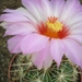 thelocactus.bicolor.v.texensis   3