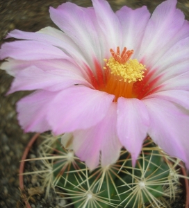 thelocactus.bicolor.v.texensis   3