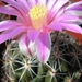 thelocactus.conothelos