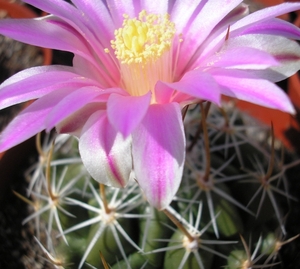 thelocactus.conothelos