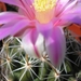 thelocactus.conothelos. 2