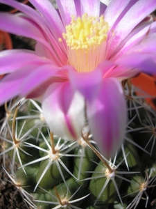 thelocactus.conothelos. 2