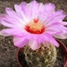 thelocactus.flavidispina