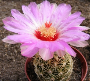 thelocactus.flavidispina