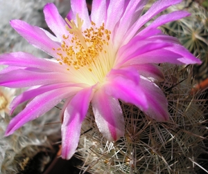 thelocactus.hastifer