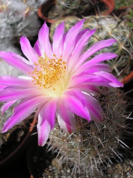 thelocactus.hastifer.  2