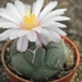 thelocactus  hetecromus . v . hexaedrophortus