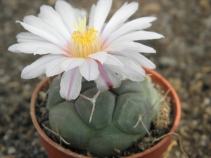 thelocactus  hetecromus . v . hexaedrophortus