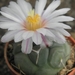 thelocactus  hetecromus . v . hexaedrophortus.                   