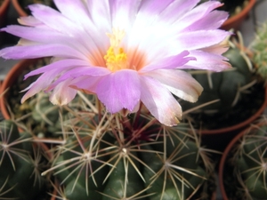 thelocactus  bicolor   ( huizache )