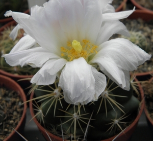 thelocactus  bicolor   ( san luis potosi )