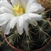 thelocactus  bicolor   ( san luis potosi ).                      