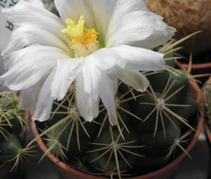 thelocactus  bicolor   ( san luis potosi ).                      