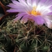 thelocactus  bicolor  ( huizache  )                              