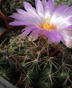 thelocactus  bicolor  ( huizache  )                              