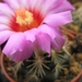 thelocactus  bicolor  ( mapimi )