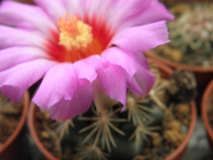 thelocactus  bicolor  ( mapimi )