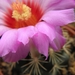 thelocactus  bicolor  ( mapimi ).                                