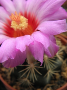 thelocactus  bicolor  ( mapimi ).                                