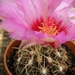 thelocactus  bicolor  .v. commodus                               