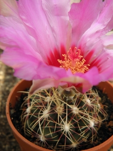 thelocactus  bicolor  .v. commodus                               