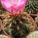 thelocactus  bicolor  sb 866  ( star co tex )