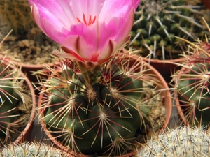 thelocactus  bicolor  sb 866  ( star co tex )