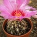 thelocactus  bicolor .v. commodus