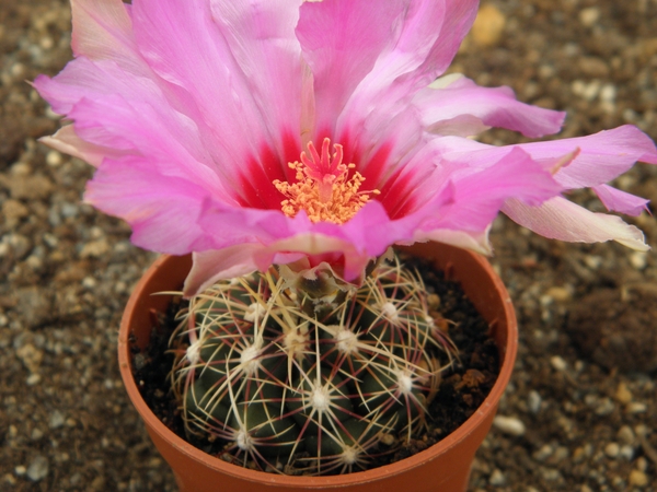 thelocactus  bicolor .v. commodus