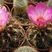 thelocactus bicolor  sb 866  ( star co tex  )                    