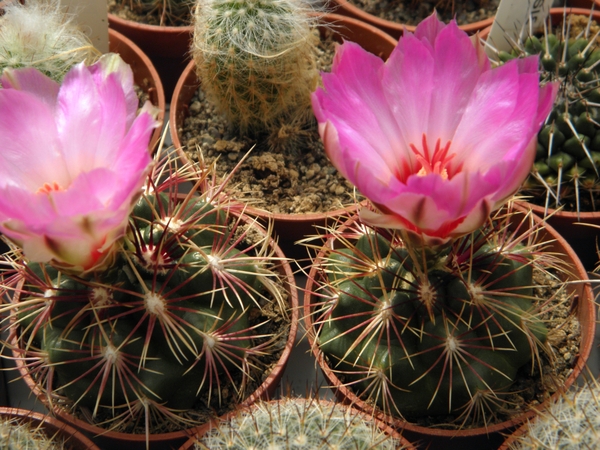 thelocactus bicolor  sb 866  ( star co tex  )                    