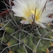 thelocactus rinconensis