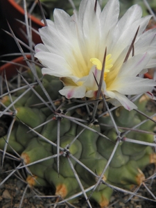 thelocactus rinconensis