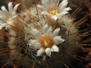 thelocactus   sausseri  l 1009   ( aramberii  nl )