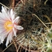 thelocactus   sausseri  l 1009   ( aramberii  nl )               