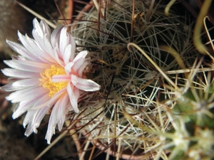 thelocactus   sausseri  l 1009   ( aramberii  nl )               