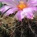 thelocactus  bicolor   ( huizache )