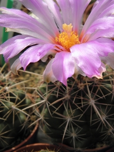 thelocactus  bicolor   ( huizache )