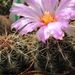 thelocactus  bicolor   ( huizache )                              