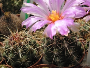 thelocactus  bicolor   ( huizache )                              