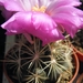 thelocactus  bicolor   ( mapimi )