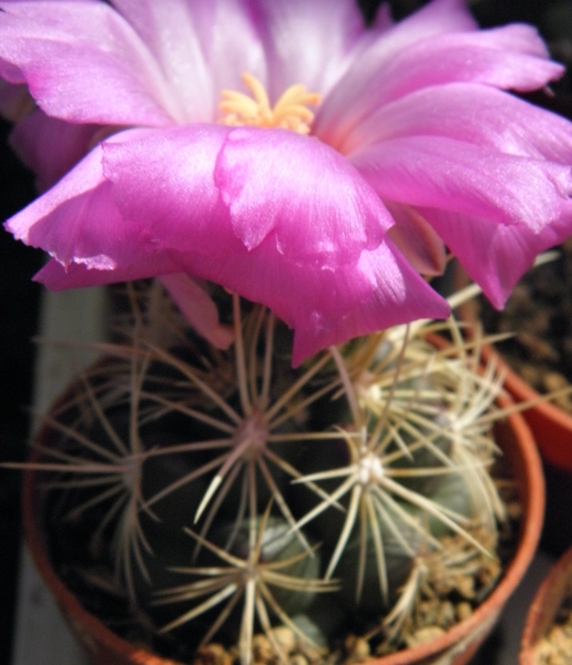 thelocactus  bicolor   ( mapimi )