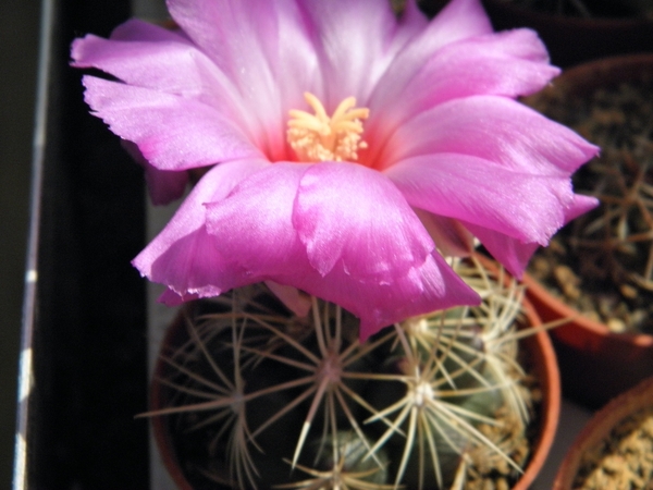 thelocactus  bicolor   ( mapimi )                                