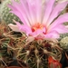 thelocactus  bicolor  sb 866   ( star co texas  )