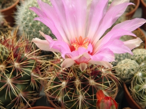 thelocactus  bicolor  sb 866   ( star co texas  )