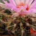 thelocactus  bicolor  sb 866   ( star co texas  )                