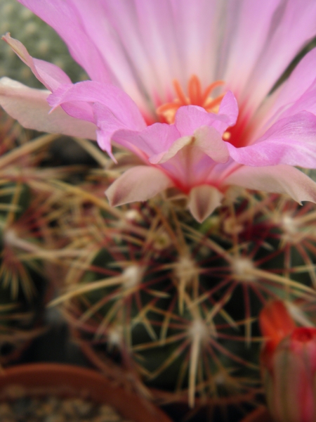 thelocactus  bicolor  sb 866   ( star co texas  )                