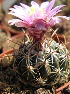 thelocactus  conothele    sb 302