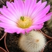 echinocereus   . sciurus